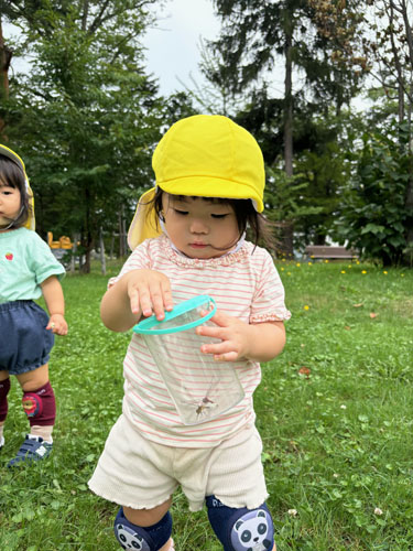 オクラの収穫・戸外活動★2024年